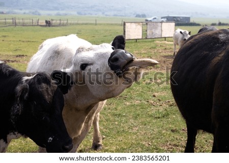 Rural non-urban scene of a white cow with its tongue sticking out standing next to two black cows outdoors on the farm.