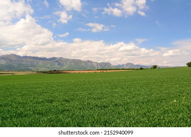 Rural northwestern Bulgaria in early spring. Agricultural rural green field panorama, Balkan mountains (Vratsa Balkan part of Stara planina) mountain in background.