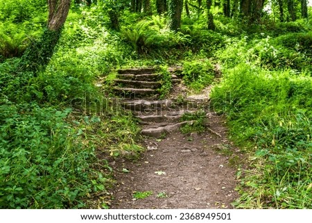 Rural old stone steps leading up in woods, wide, angle, wideangle.