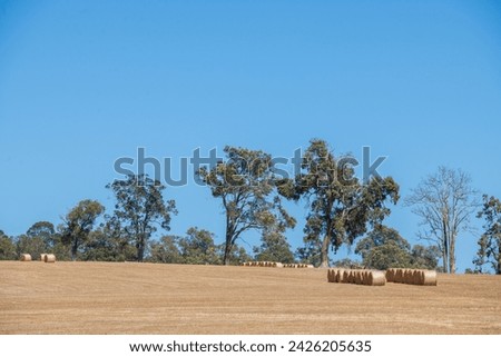A rural paddock in Australia with distant round hay bales waiting to be picked up from dry golden fields in mid-summer sun.