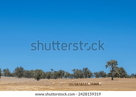 A rural paddock in Australia with distant round hay bales waiting to be picked up from dry golden fields in mid-summer sun. Eucalypts on the horizon with a deep blue sky above.