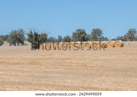 A rural paddock in Australia with distant round hay bales waiting to be picked up from dry  field in mid summer.