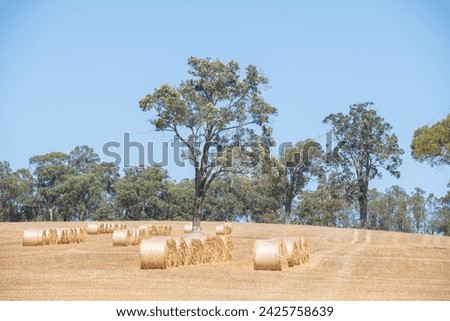 A rural paddock in Australia with round hay bales waiting to be picked up from dry golden fields in mid-summer sun.