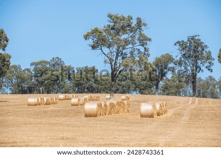 A rural paddock in Australia with round hay bales waiting to be picked up from dry golden fields in mid-summer sun.