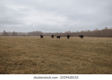  Rural pasture surrounded by a grim and atmospheric farm landscape. Livestock concept. - Powered by Shutterstock