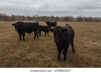  Rural pasture surrounded by a grim and atmospheric farm landscape. Livestock concept. - Powered by Shutterstock