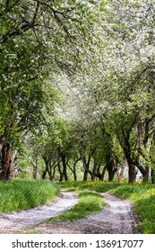 Rural Path Through The Apple Orchard