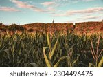 Rural Pennsylvania Cornfield in the Summer