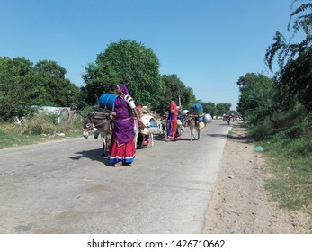 Rural people of Rajasthan, India transporting their goods using Bullocks near Alwar on 25 October 2016