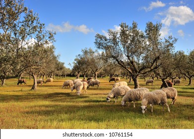 6,797 Greece Sheep Images, Stock Photos & Vectors 