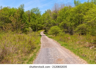 Rural Road  in the Canaan Valley National Wildlife Refuge near Davis, West Virginia - Shutterstock ID 2120832035