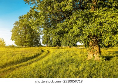 Rural road in lush green grass, Beautiful linden trees at sunset - Powered by Shutterstock