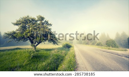 Rural road in morning fog in the summer - vintage photo