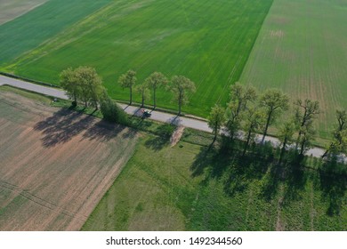 Rural road with old tree alley in nature park and agriculture tractor, aerial view