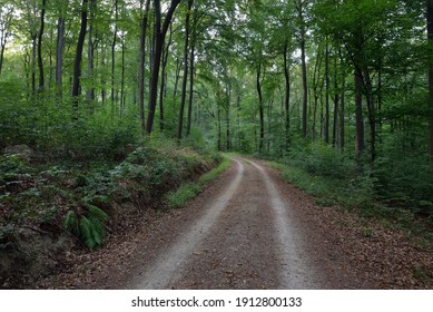 Rural Road (pathway) Through The Hills Of Dark Beech Forest. Mighty Trees. Natural Tunnel. Atmospheric Summer Landscape. Rhineland, Germany. Nature, Ecology, Environmental Conservation, Ecotourism