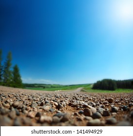 Rural road with pine trees on sides in a sunny clear day. Shallow DOF