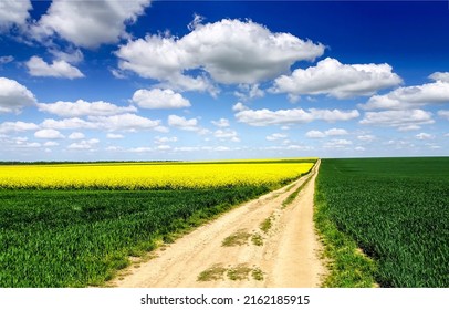 Rural road to rapeseed field. Rapeseed field road landscape. Agriculture field road. Road to rapeseed fields