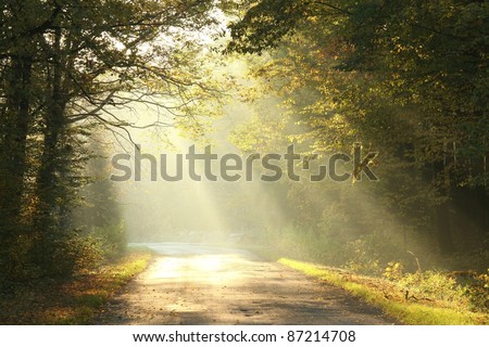 Rural road running through the autumn deciduous forest at dawn.