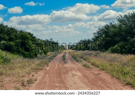 rural road surrounded by trees disappearing into the horizon with a bird flying above