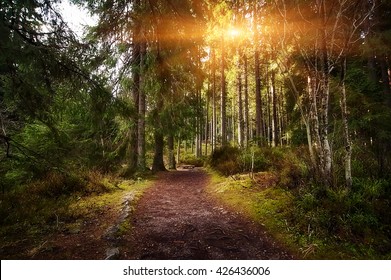 rural road through the deep green forest. natural summer background - Shutterstock ID 426436006
