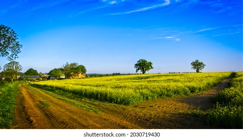 Rural road through a field in summer. Panorama of rural field road. Rural field road panoramic landscape. Village road panorama
