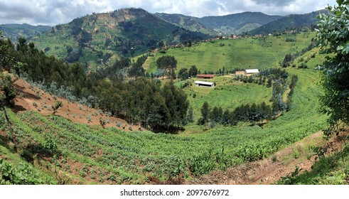 Rural Rwanda, with eroded hillsides, restored terraced fields, and new tree plantation to combat land degradation