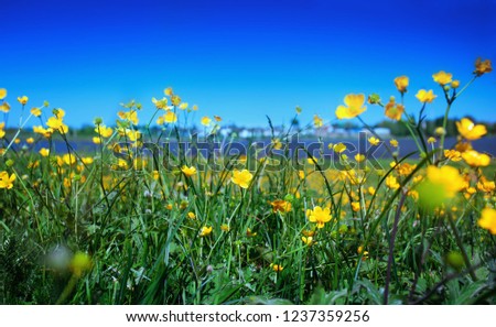 Rural scene with buttercup flowers on spring meadow near river and blue sky