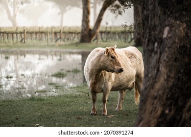 Rural scene in Coonawarra, South Australia - Shutterstock ID 2070391274
