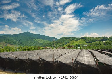 Rural Scene With Ginseng Farm