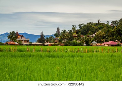 Rural Scene Of Samosir Island, Indonesia