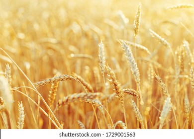 Rural scenery. Background of ripening ears of wheat field and sunlight. Crops field. Selective focus. Field landscape. - Shutterstock ID 1729001563