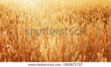 Rural scenery. Background of ripening ears of wheat field. Harvest time. Field landscape.