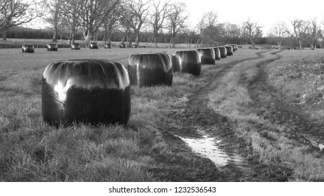 Rural Scotland Silage Bails In Feild