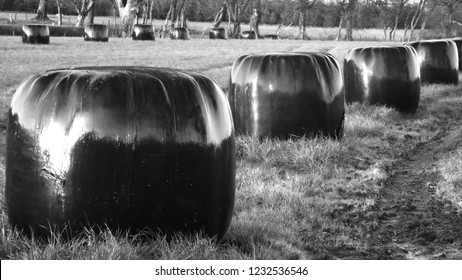 Rural Scotland Silage Bails In Feild