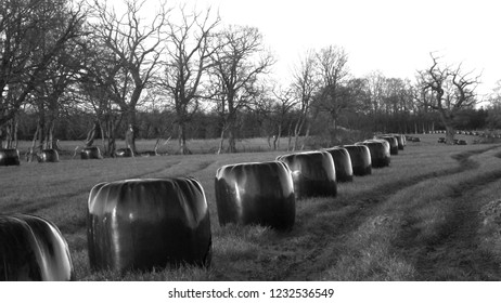 Rural Scotland Silage Bails In Feild