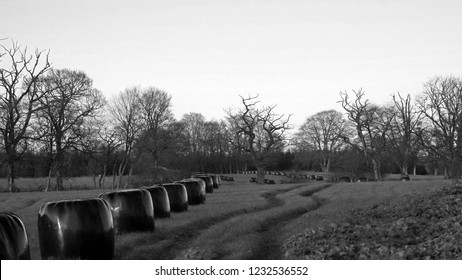 Rural Scotland Silage Bails In Feild