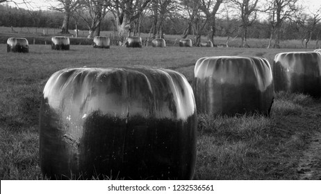 Rural Scotland Silage Bails In Feild