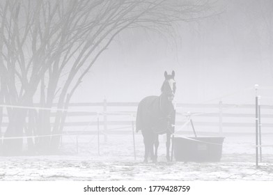 Rural And Seasonal New England Farm Scene. Lone Horse Enveloped In Thick, Gray Winter Fog With Dusting Of Snow On Ground.