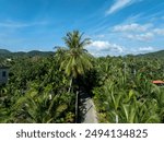 Rural secene with palm trees in hainan island,China