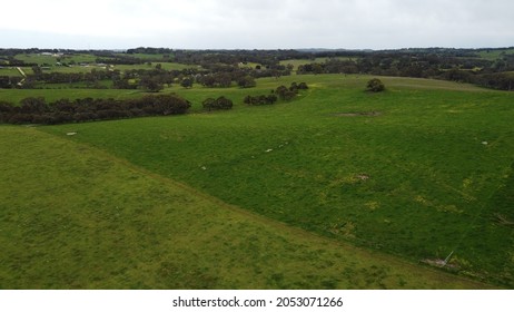 Rural South Australia Adelaide Hills Landscape Farm Land With Live Stock And Trees And Grass. Aerial Drone Shot Bird's Eye View Of Cattle Farms.