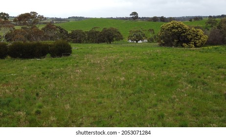 Rural South Australia Adelaide Hills Landscape Farm Land With Live Stock And Trees And Grass. Aerial Drone Shot Bird's Eye View Of Cattle Farms.