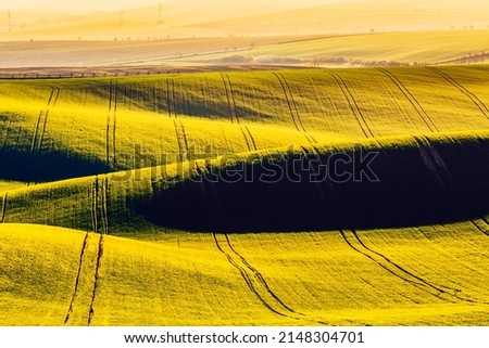 Rural spring agriculture texture background. Rape field waves hills in South Moravia, Czech Republic. Yellow fields landscape texture spring background.