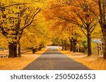 Rural Street in Autumn Fall Bright, Victoria