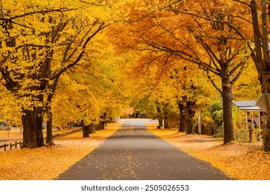 Rural Street in Autumn Fall Bright, Victoria - Powered by Shutterstock