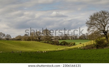 Rural Suffolk landscape in southern England, UK. With sheep.