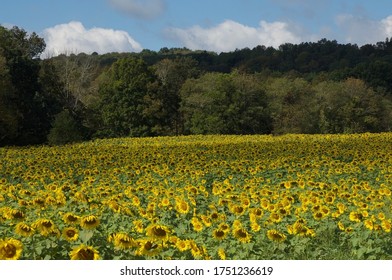 Rural Sunflower Field In Sussex County NJ