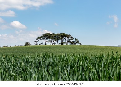 A Rural Sussex Spring Farm View