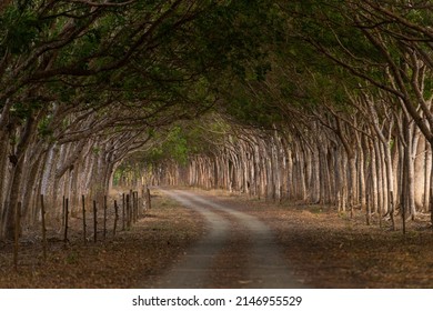 Rural Tree Tunnel Road, Pedasi, Panama, Central America