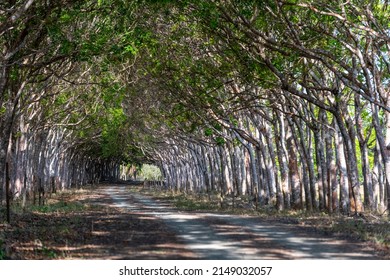 Rural Tree Tunnel Road, Pedasi, Panama, Central America