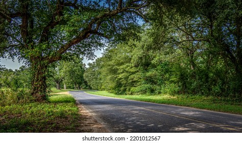 A Rural Tree-covered Road In Mississippi
